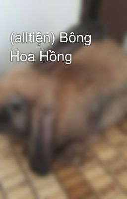 (alltiện) Bông Hoa Hồng 