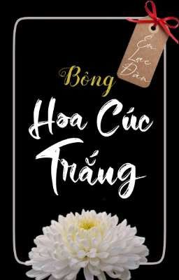 Bông Hoa cúc trắng