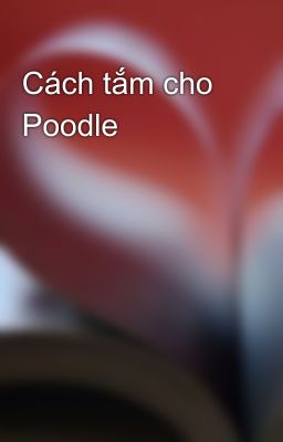 Cách tắm cho Poodle