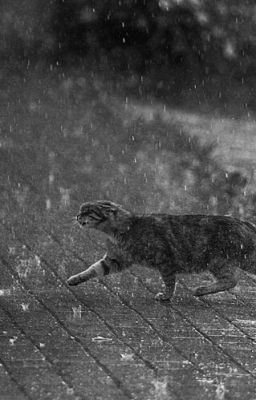 Cat in the rain