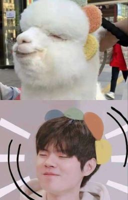 [ChoDeft] Chuyện alpaca mang bầu.