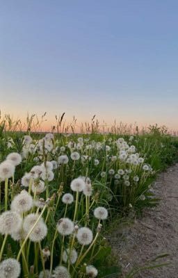 dandelion | harukyu