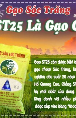 Gạo ST25 là gì? Tại sao 