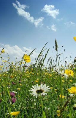 Grass Flowers