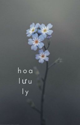 hoa lưu ly / wenga