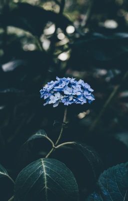 Hydrangea