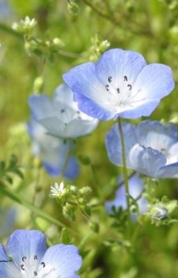 [ KaiIsa/Bllk ] Trường ca Nemophila - Thơ